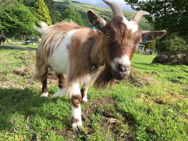 A close up photo of a brown and white goat. The goat lives on a farm in a rural area.